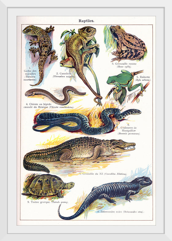 "Vintage Art of Reptiles"