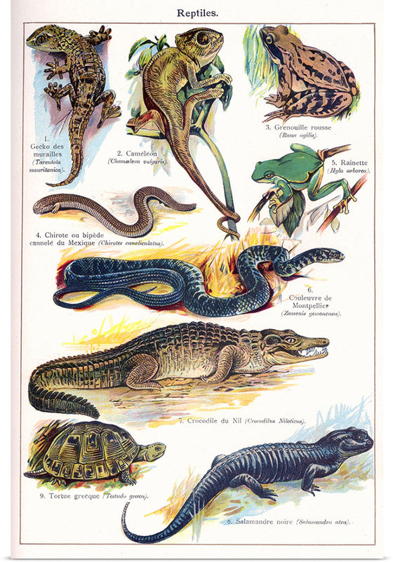 "Vintage Art of Reptiles"