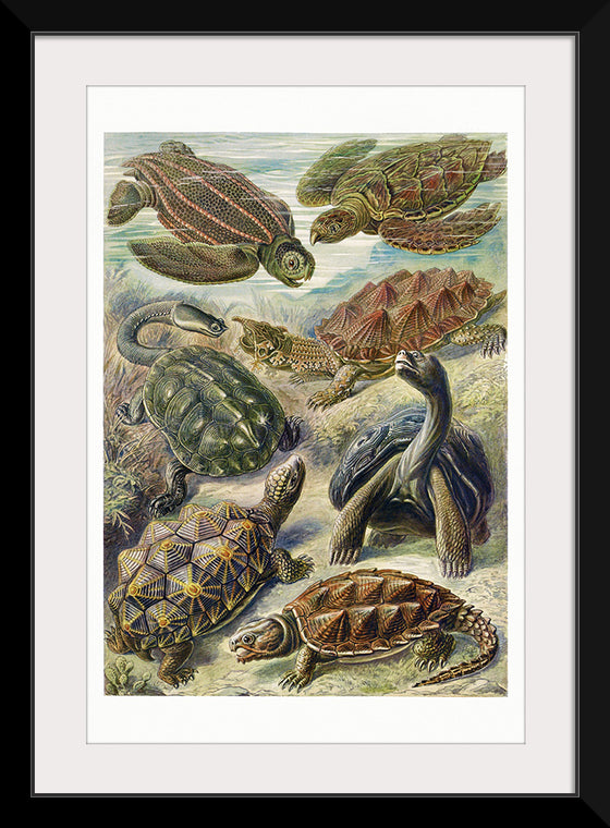 "Turtle Art"