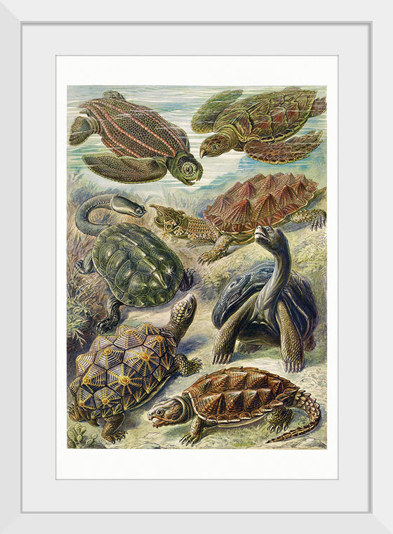 "Turtle Art"