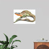 "Reptiles Vintage Art"