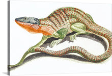  This print is a mesmerizing blend of scientific accuracy and artistic mastery, capturing the vibrant colors and intricate details of a unique reptilian creature. The creature, a fascinating mix between a lizard and a snake, is depicted with meticulous precision, its elongated body covered in scales with patterns combining green and red-orange spots. The head, detailed to show individual scales and textures, is a striking blueish-grey with a bright orange neck.