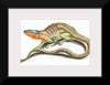 "Reptiles Vintage Art"