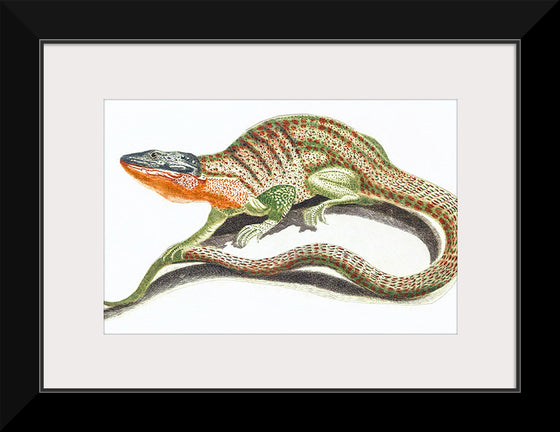 "Reptiles Vintage Art"