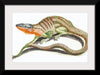 "Reptiles Vintage Art"