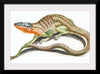 "Reptiles Vintage Art"