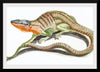 "Reptiles Vintage Art"