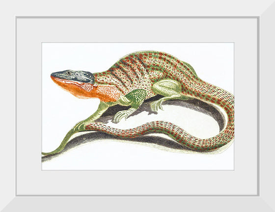 "Reptiles Vintage Art"