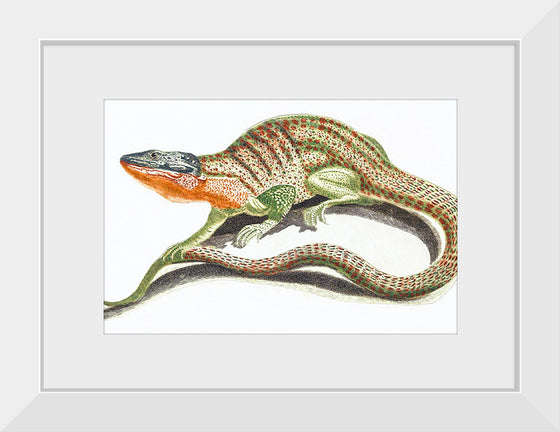 "Reptiles Vintage Art"