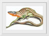 "Reptiles Vintage Art"