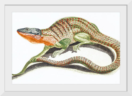 "Reptiles Vintage Art"