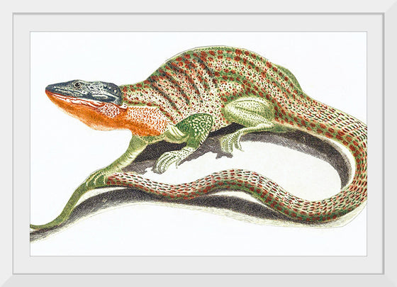 "Reptiles Vintage Art"