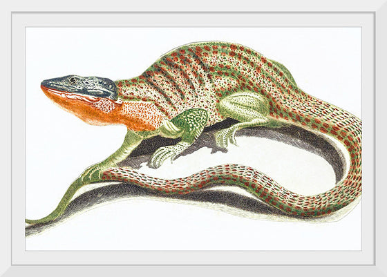 "Reptiles Vintage Art"