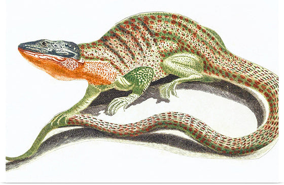 "Reptiles Vintage Art"