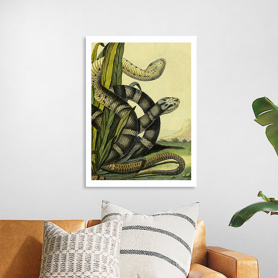 "Vintage Illustration Snake"