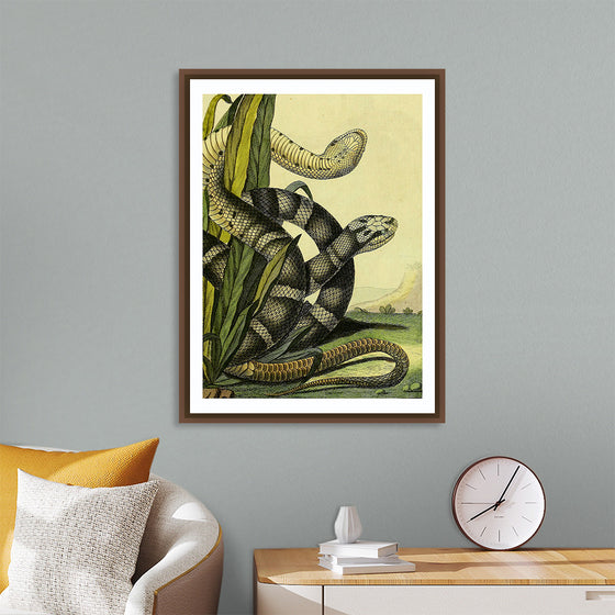 "Vintage Illustration Snake"