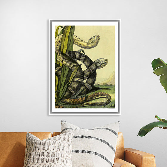 "Vintage Illustration Snake"