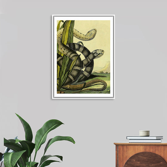 "Vintage Illustration Snake"