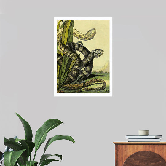 "Vintage Illustration Snake"