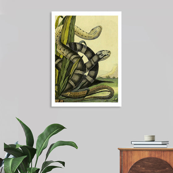 "Vintage Illustration Snake"