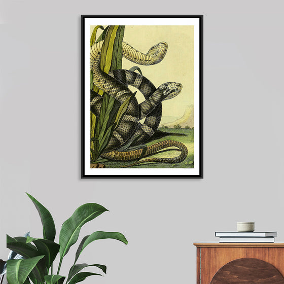 "Vintage Illustration Snake"