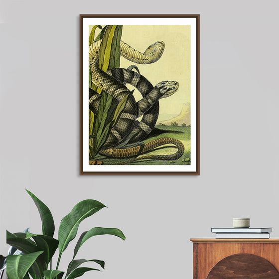 "Vintage Illustration Snake"