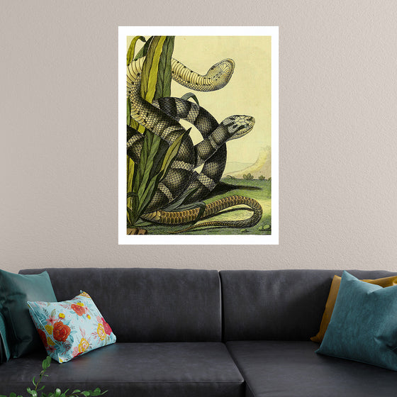 "Vintage Illustration Snake"