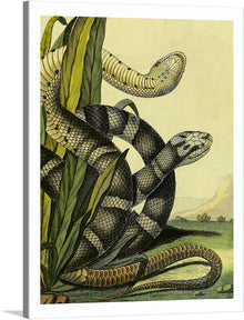  Immerse yourself in the enigmatic allure of this exquisite artwork, a print capturing the intricate dance of serpents amidst lush greenery. Every scale, every curve, and every hue is rendered with meticulous detail, inviting viewers into a world where nature’s untamed elegance reigns supreme. This piece promises not just a visual spectacle but an experience—a journey into the wild, where beauty and mystery intertwine in an eternal dance. 