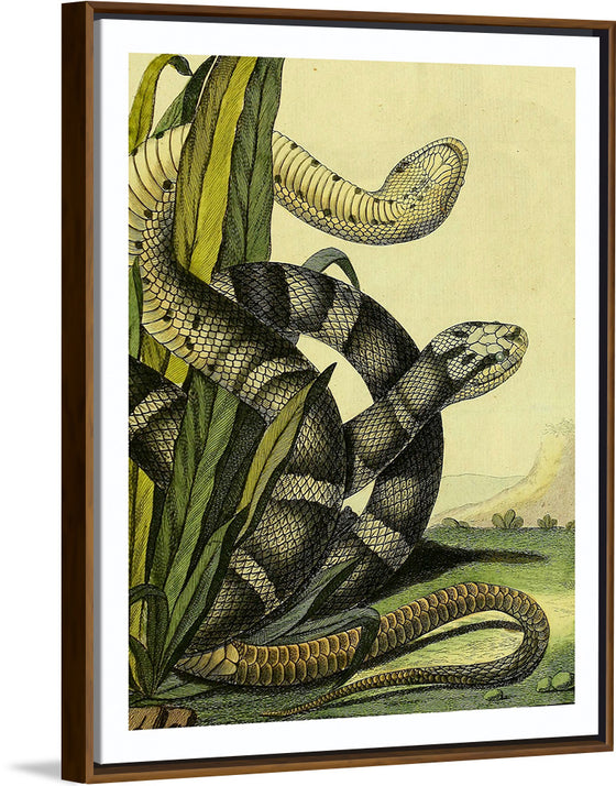 "Vintage Illustration Snake"