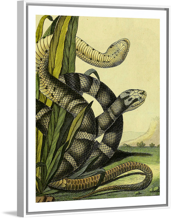 "Vintage Illustration Snake"
