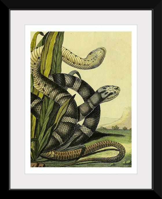 "Vintage Illustration Snake"