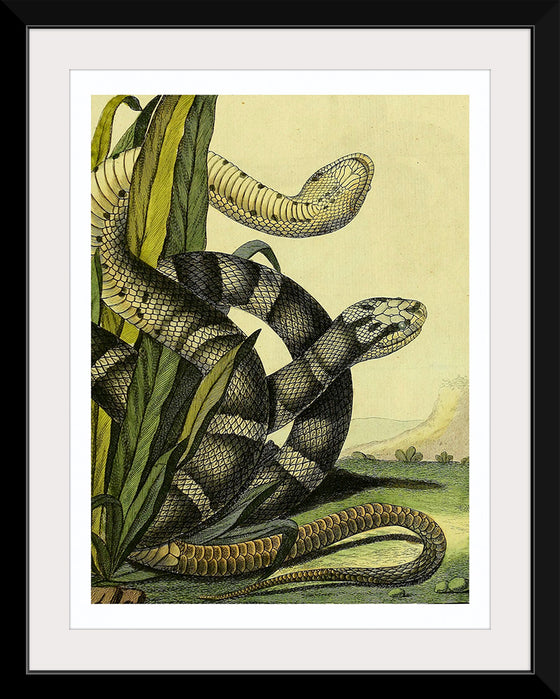 "Vintage Illustration Snake"