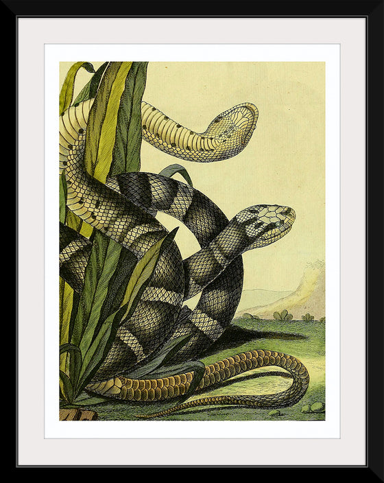 "Vintage Illustration Snake"