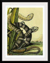 "Vintage Illustration Snake"