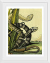 "Vintage Illustration Snake"