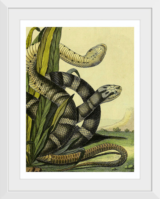 "Vintage Illustration Snake"