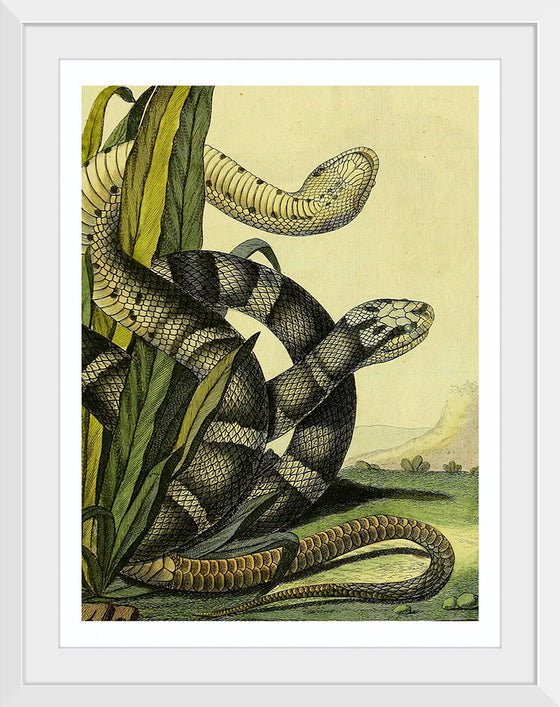 "Vintage Illustration Snake"