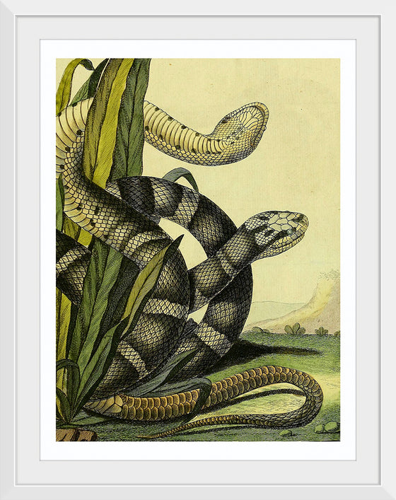 "Vintage Illustration Snake"