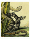 "Vintage Illustration Snake"