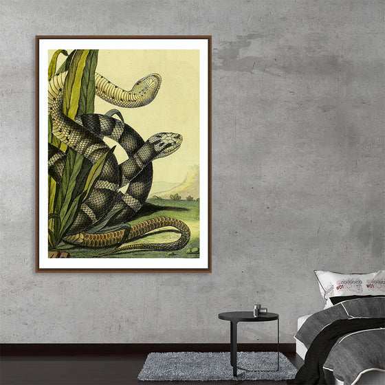 "Vintage Illustration Snake"