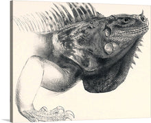 This black and white drawing of an iguana is a striking and realistic depiction of this fascinating creature. The drawing is executed with a fine line, which creates a sense of delicate precision.