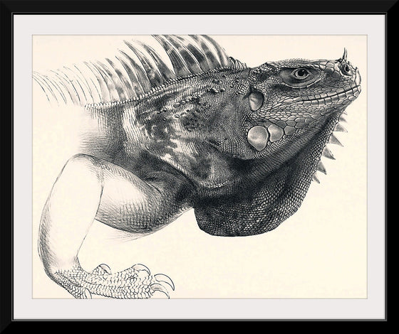 "Art Iguana"