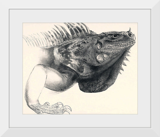 "Art Iguana"