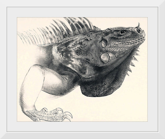 "Art Iguana"