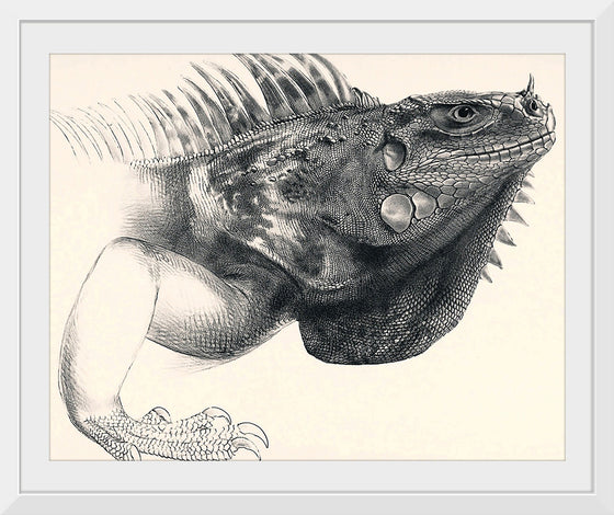 "Art Iguana"