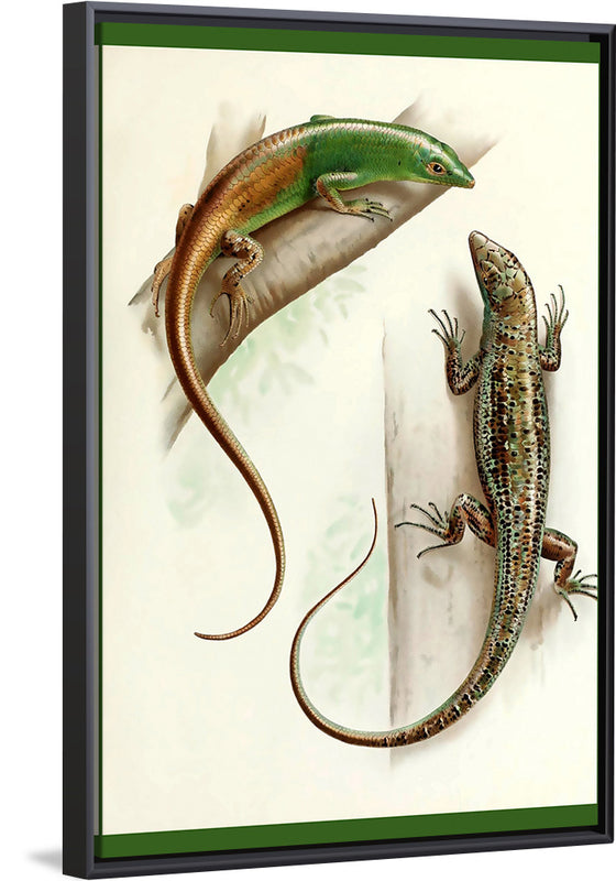 "Gecko & Lizard"