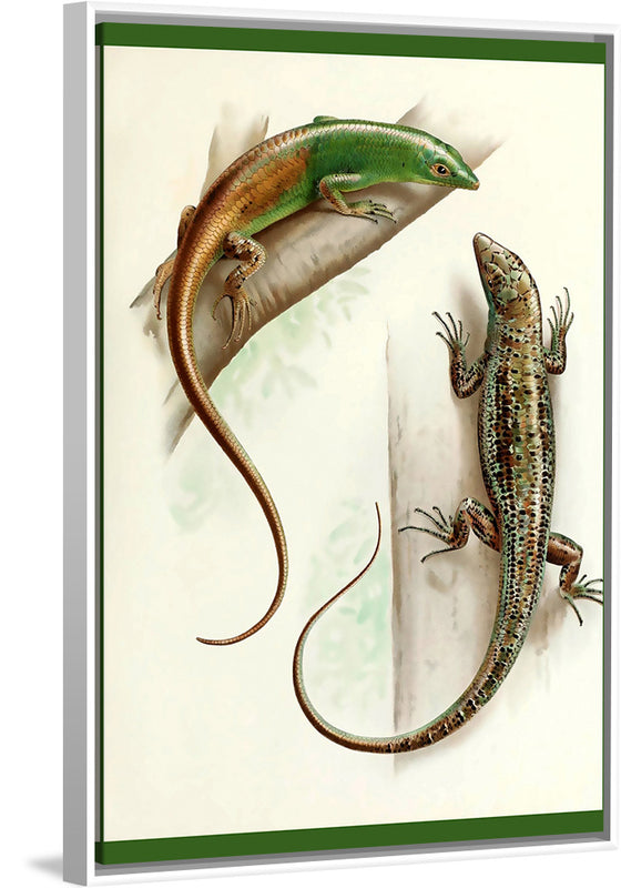 "Gecko & Lizard"