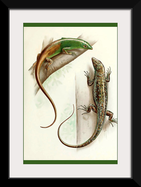 "Gecko & Lizard"