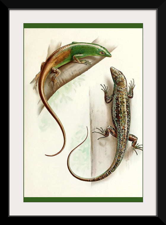 "Gecko & Lizard"