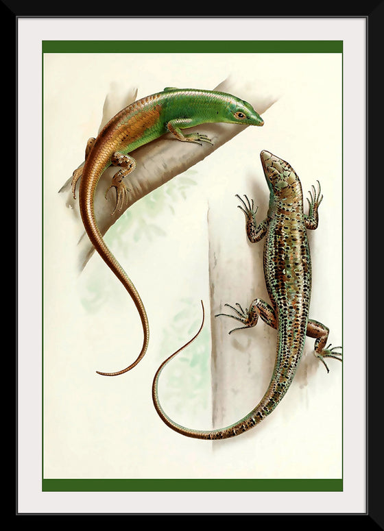 "Gecko & Lizard"